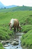 IMG_12950