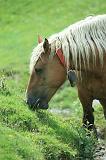 IMG_12952