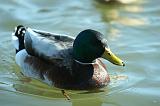 IMG_21949
